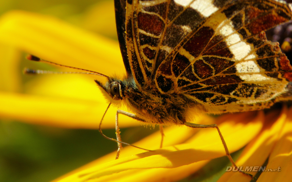 Map Butterfly (Araschnia levana)